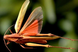 Hembra, vista dorsal