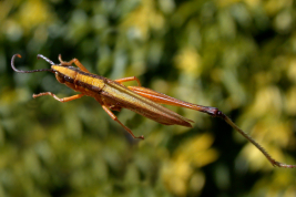 Male, dorsal view