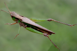 Female, dorsal view