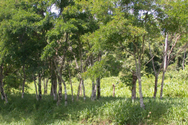 Habitat