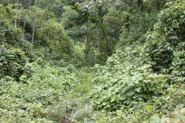 Habitat