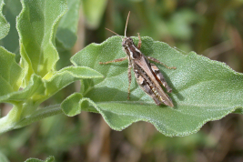 Macho, vista dorsal