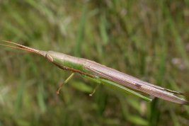 Hembra, vista dorsal