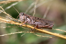 Female