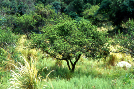 Habitat