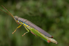 Female, dorsal view