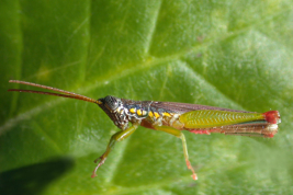 Male