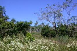 Habitat