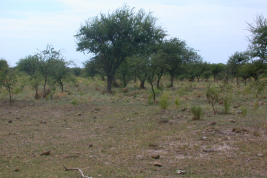 Habitat