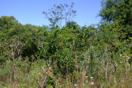 Habitat