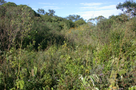 Habitat