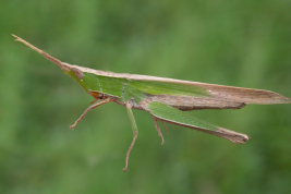 Female