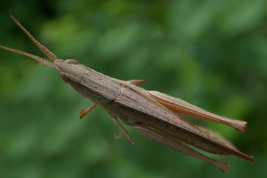 Hembra, vista dorsal