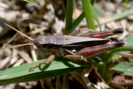 Male, dorsal view