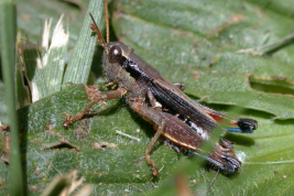 Male