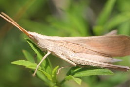 Male, lateral view