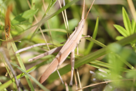 Male, dorsal view