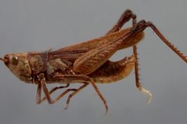 Male