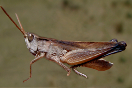Male