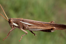 Male