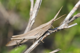 Female, brown morph