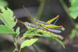 Male & Female