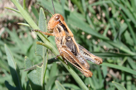 Ninfa © de Wysiecki