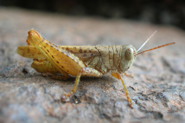 Macho  © Castillo, E.R.