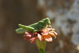 Female © Pocco, M.E.