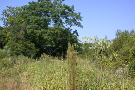 Habitat