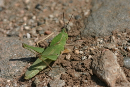 Hembra © Pocco, M.E.