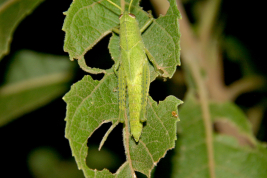 Nymph © Pocco, M.E.