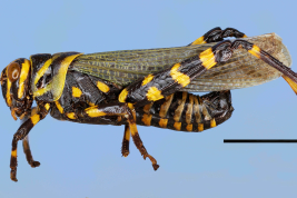 Macho © Pocco, M.E.