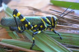 Macho © Castillo, E.