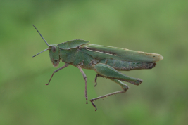 Hembra © Pocco, M.E.