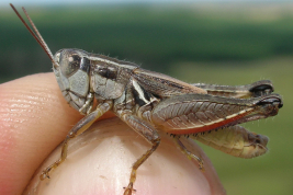 Macho © Castillo, E.R.