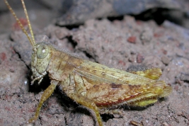 Macho  © Castillo, E.R.