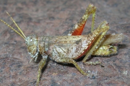 Macho  © Castillo, E.R.