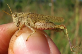 Hembra  © Castillo, E.R