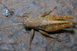 Macho  © Castillo, E.R.