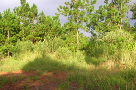 Habitat © Castillo, E.R.