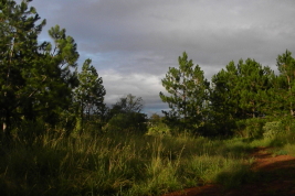 Habitat © Castillo, E.R.