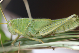 Nymph  © Pocco, M.E.