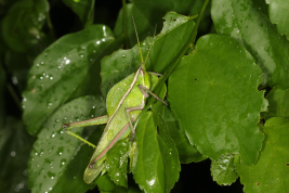 Macho, Parque Nacional El Impenetrable © Holger Braun