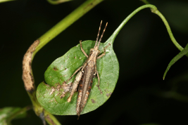 Hembra, Parque Nacional El Impenetrable © Holger Braun