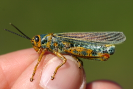 Macho, Misiones, San Javier © Maria Marta Cigliano