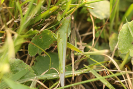 Female © Holger Braun, Corrientes, Parque Nacional Mburucuya