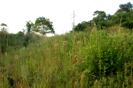 Habitat