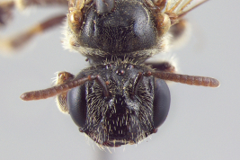 Female head in frontal view. Photo: Kelli Ramos
