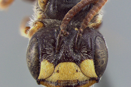 Male head in frontal view. Photo: Kelli Ramos